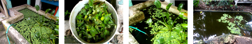 Images of water plants moved from
        reservoir to duck pond in tropical backyard