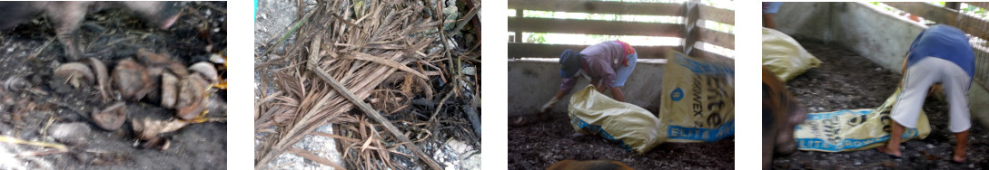 Images of women cleaning up tropical
        backyard pig pen