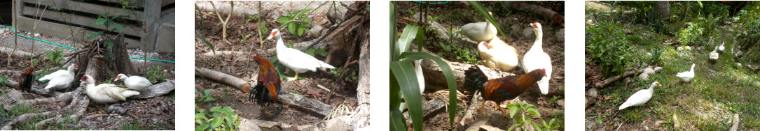 Images of ducks chased from tropical
        backyard garden patch