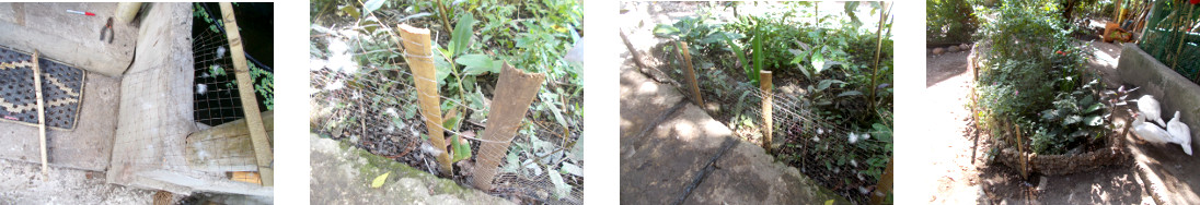 Images of repairs to small fence in tropical
            backyard