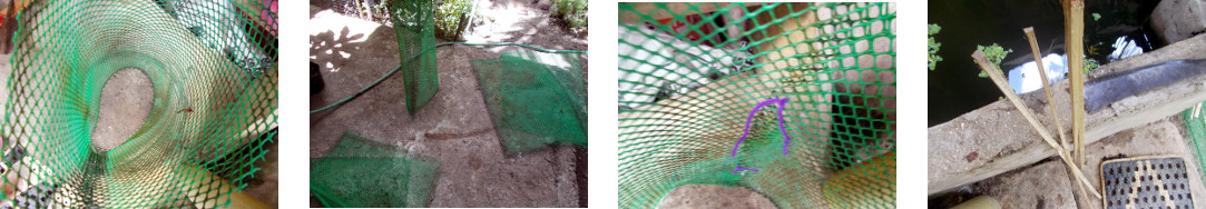 Images of making small protective
        fences for tropical backyard garden