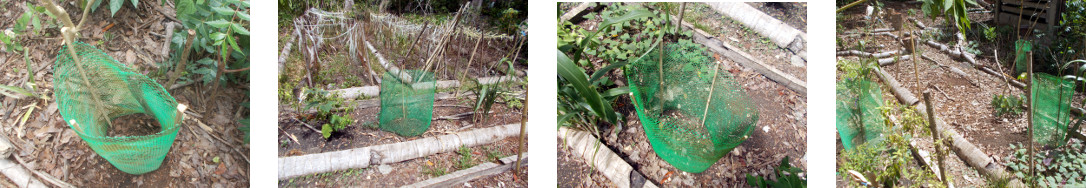 Images of small protective fences positioned n
            tropical backyard garden