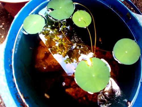 Images of lotus seedlings in a bucket in a tropical
        backyard