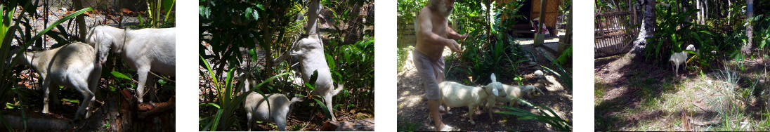 Images of stray goats captured in
        tropical backyard