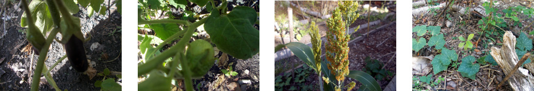 Images of young eggplants, sorghum and
        squash plants growing in a tropical backyard