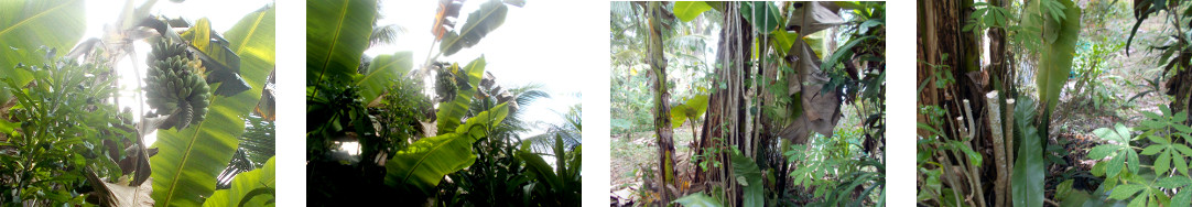 Images of trimming a tropical
            backyard banana patch so bananas can be harvested