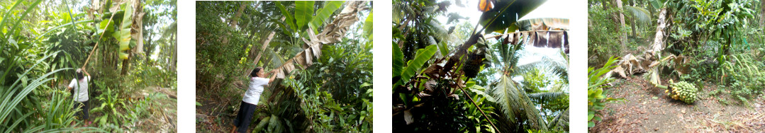 Images of banana harvest in
            tropical backyard