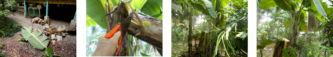 Images of removing debris after
            banana harvest in tropical backyard