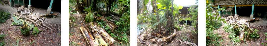 Images of debris being removed after
        banana harvest in tropical backyard