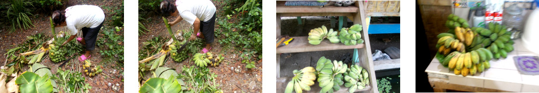 Images of bananas harvested in
        tropical backyard
