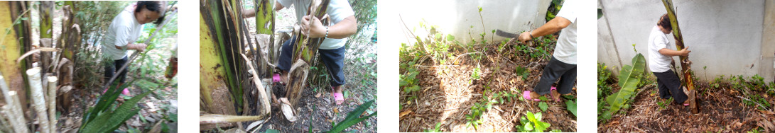 Images of banana "pup" being transplanted
            in tropical backyard