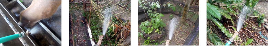 Images of tropical backyard pig and
        garden being watered