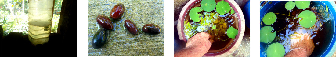 Images of failed lotus seeds being
        disposed of in tropical backyard