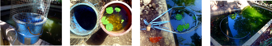 Images of a pot with lotus seedlings
        being put into a tropical backyard duck pond