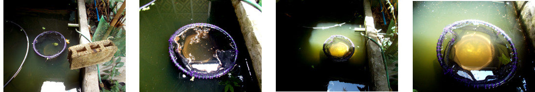 Images of damaged lotus plant in
        tropical backyard fish pond