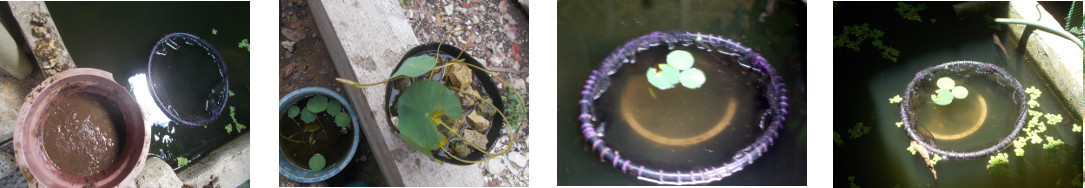 Images of lotrus replanted in tropical backyard fish
            pond