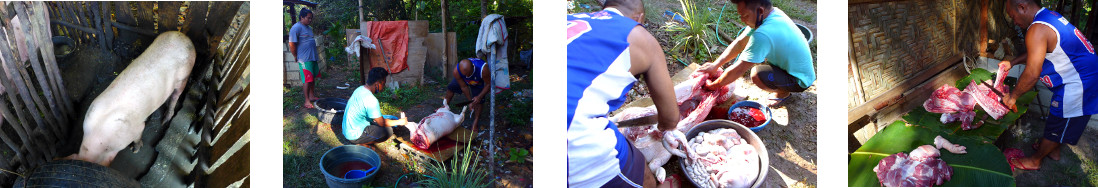 Images of a tropical backyard pig
        being butchered