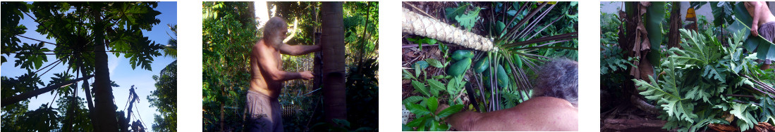 Images of papaya tree being chopped
        down