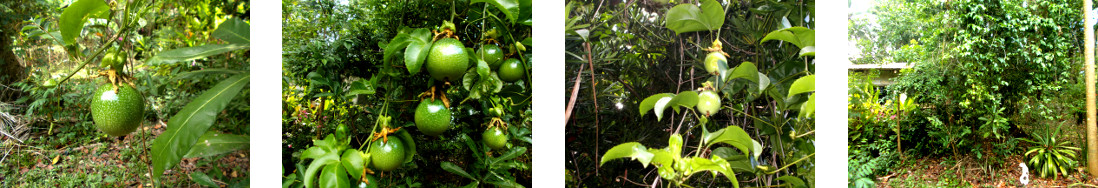 Images of
                passion fruit in tropical backyard