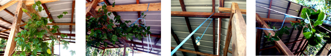Images of passion fruit vines tied up
        along pig pens in tropical backyardVin