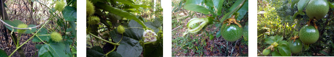 Images of both wild and
            cultivated passion fruit