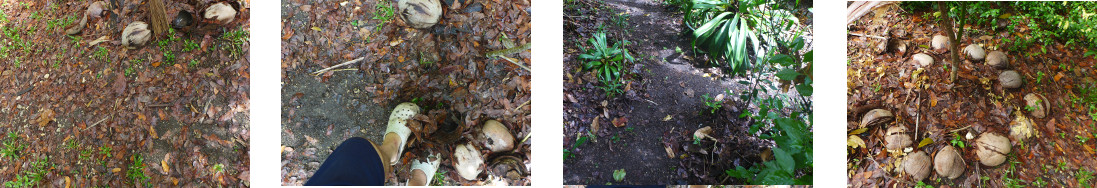 Images of debris on tropical
            garden paths used to mulch garden patches