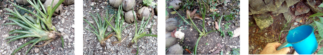 Images of plant dug up by chickens
        replanted in tropical backyard