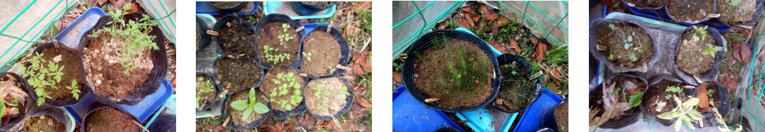 Images of potted seedlings growing in
        tropical backyard