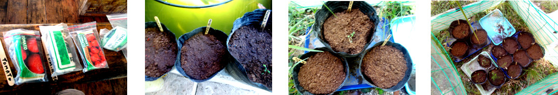 Images of a variety of tomato seeds
        potted in tropical backyard