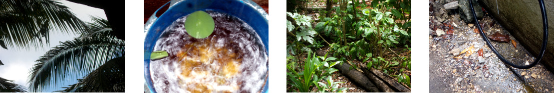 Images of rain in tropical backyard