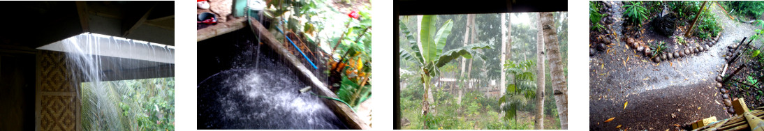 Images of rain in tropical backyard