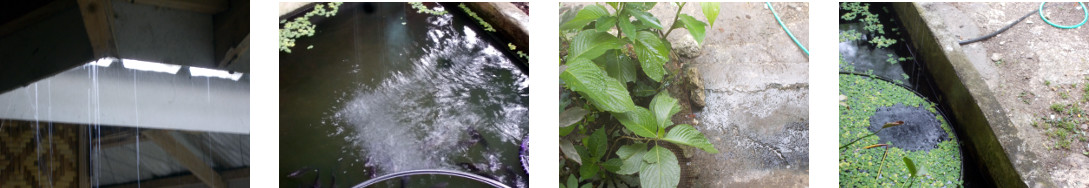 Images of light rain in tropical
        backyard