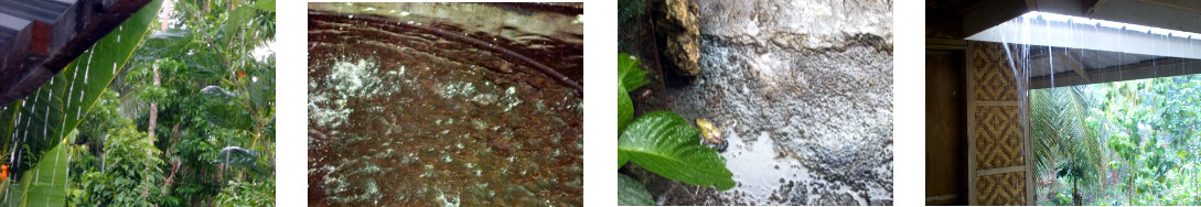 Images of rain in tropical backyard