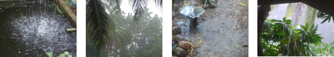 Images of rain in tropical backyard