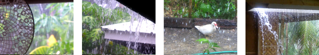 Images of rain in tropical backyard