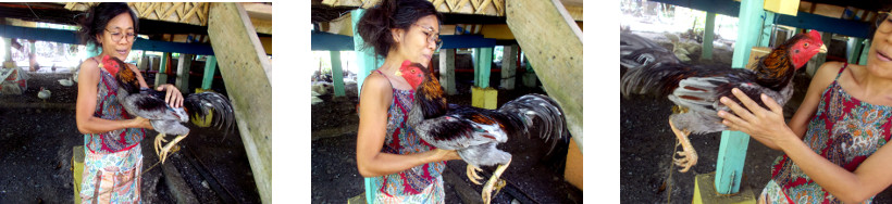 Images of woman with rooster in
        tropical backyard