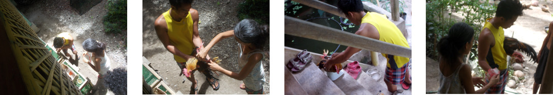 Images of a neighbour buying a
        tropical backyard rooster