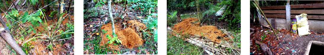 Images of sawdust used as compost in tropical backyard