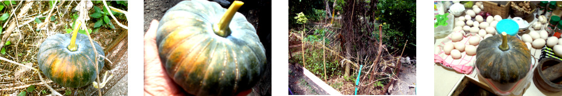 Images of squash harvested in tropical
        backyard