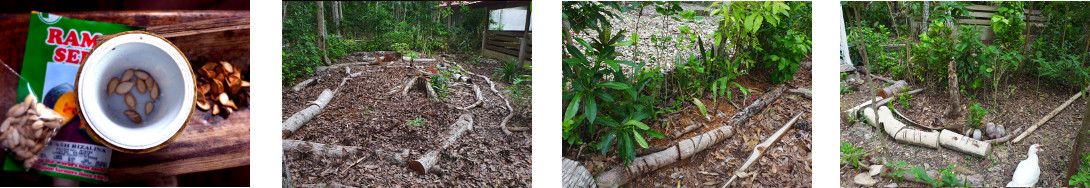 Images of squash seeds planted in
        tropical backyard garden patches