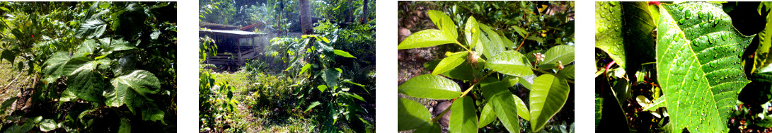 Images of sun in tropical backyard