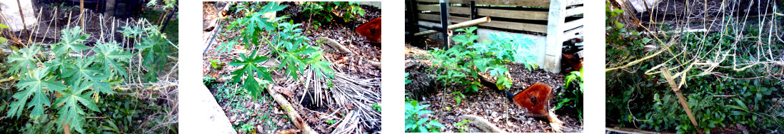 Images of papaya trees transplanted in
        tropical backyard