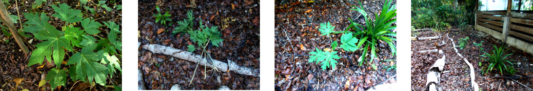 Images of papaya seedlings
        transplanted in tropical backyard