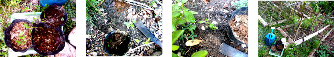 Images of pepper seedlings
        transplanted in tropical backyard