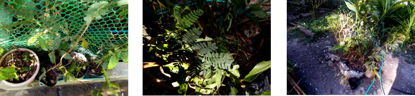 Images of a tamarind seedling
        transplanted in tropical backyard
