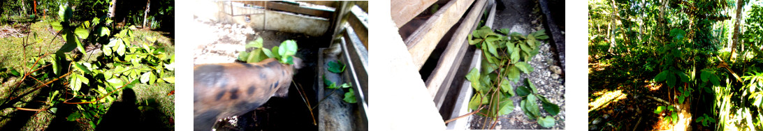 Images of small umbrella tree trimmed
        as fodder for pigs in tropical backyard