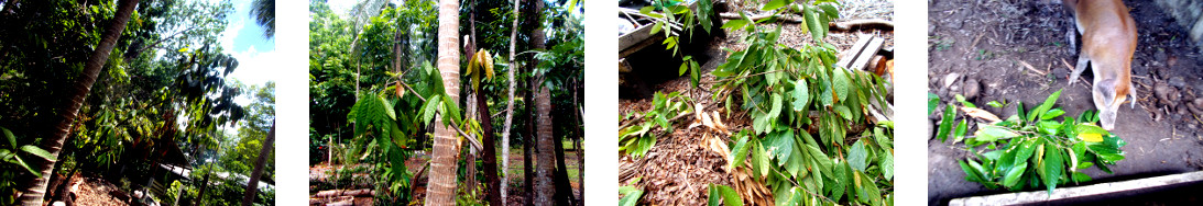 Images of cacao tree trimmed in
        tropical backyard