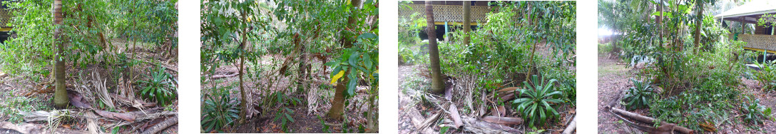 Images of tropical backyard garden
        patch before and after trimming