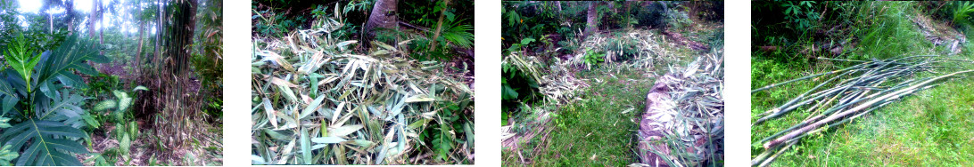 Images of trimming bamboo patch in
        tropical backyard