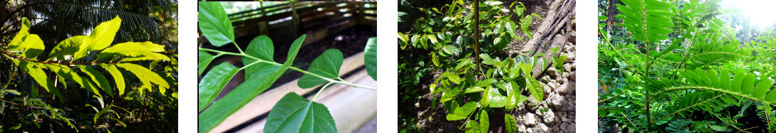 Images of Mulberry, Bago and Katurai
        in tropical backyard